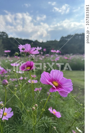 コスモスの花のある風景 107883861