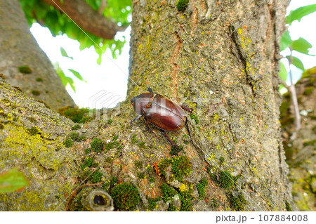 カブトムシ　クワガタムシ　夏休み　子供 107884008