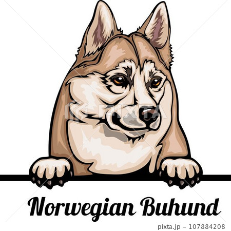 Norwegian Buhund - Color Peeking Dogs - breed face head isolated on white 107884208