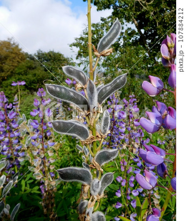 アイスランド　夏　アークレイリ　植物園　ルピナス 107884212