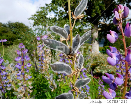 アイスランド　夏　アークレイリ　植物園　ルピナス 107884213