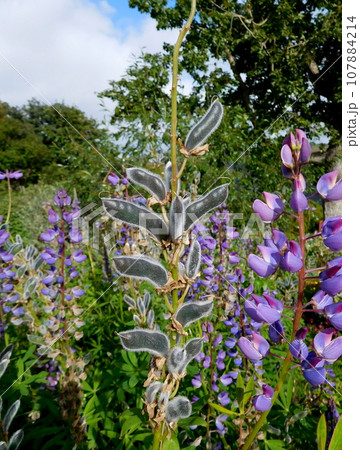 アイスランド　夏　アークレイリ　植物園　ルピナス 107884214