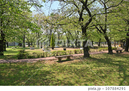 川口散歩:三ツ和公園 川口市南鳩ヶ谷 川口散歩:三ツ和公園 川口市南鳩ヶ谷 107884291