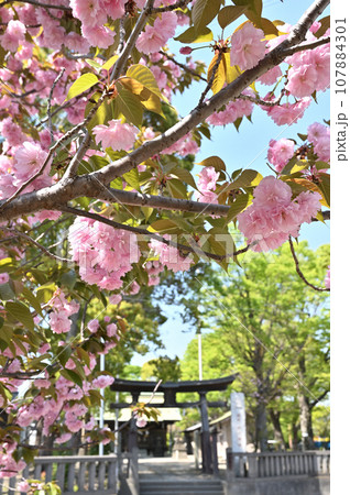 川口散歩：三ツ和氷川神社　八重桜　川口市三ツ和 107884301