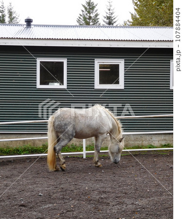 アイスランド　夏　アイスランディックホース 107884404
