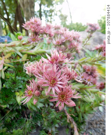 アイスランド 夏 アークレイリ 植物園 Sempervivum transcaucasicum アイスランド 夏 アークレイリ 植物園 Sempervivum transcaucasicum 107884414