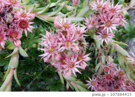 アイスランド 夏 アークレイリ 植物園 Sempervivum transcaucasicum アイスランド 夏 アークレイリ 植物園 Sempervivum transcaucasicum 107884415