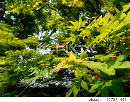 京都 清凉寺 モミジ 京都 清凉寺 モミジ 107884448