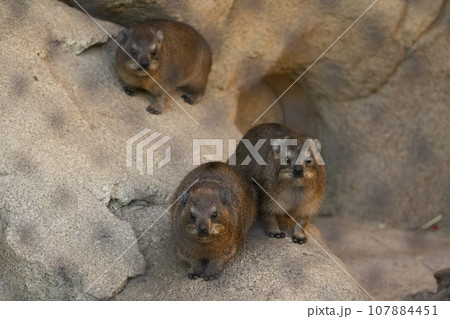 こっちを見てるケープハイラックス 107884451