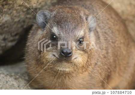 微笑みのケープハイラックス 107884710