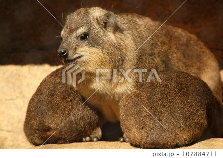 ママにくっつきたいケープハイラックス 107884711