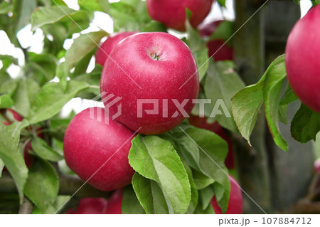 Ripe Apples in the Apple Orchard before Harvesting. Big Red delicious Apples Hanging from Tree Branch in the Fruit Garden. Fall Harvest. Picture of Autumnal Apple. Autumn Cloudy Day, Soft Shadow. Bio 107884712