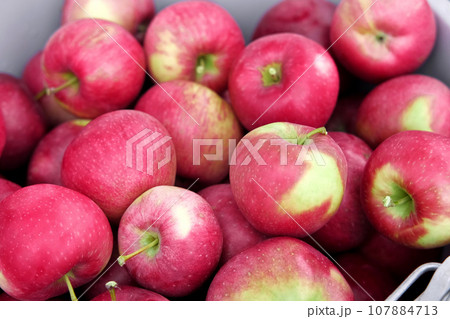 Farmer's Hand Picking Ripe Apples and Puts it in the Basket. Apple Orchard. Harvesting. Big Red delicious Apples Hanging in Tree Branch. Fruit Garden at Fall Harvest. Autumn Cloudy Day, Soft Shadow 4K 107884713