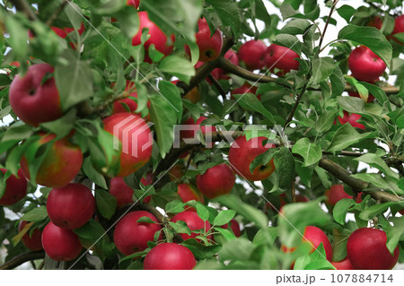 Ripe Apples in the Apple Orchard before Harvesting. Big Red delicious Apples Hanging from Tree Branch in the Fruit Garden. Fall Harvest. Picture of Autumnal Apple. Autumn Cloudy Day, Soft Shadow. Bio 107884714
