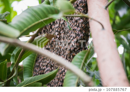 large wild honey bee comb on tree branch large wild honey bee comb on tree branch 107885767