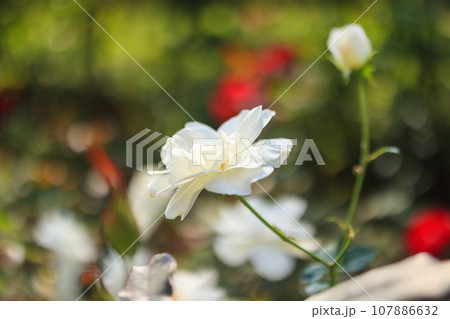 Beautiful white roses flower in the garden Beautiful white roses flower in the garden 107886632