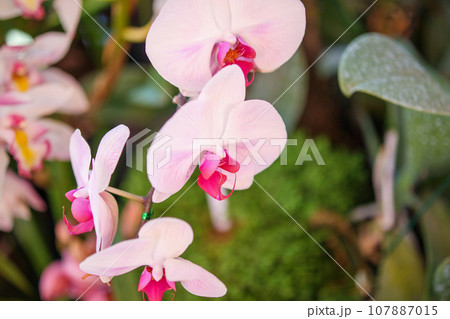 Beautiful Phalaenopsis Orchid flower blooming in garden floral background 107887015