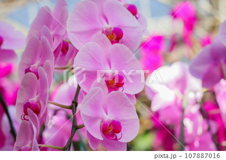 Beautiful Phalaenopsis Orchid flower blooming in garden floral background 107887016