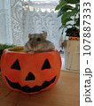 ハムスターのハロウィーン 107887333