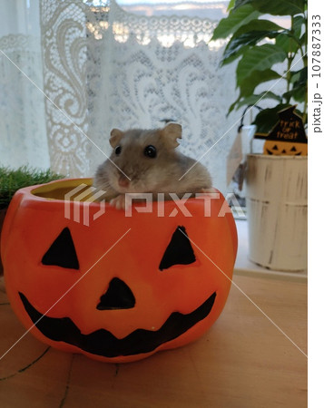 ハムスターのハロウィーン 107887333