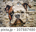 Crack art of bulldog in the wall 107887480