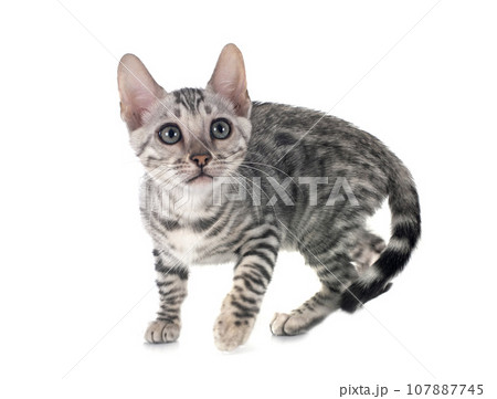 bengal kitten in studio 107887745