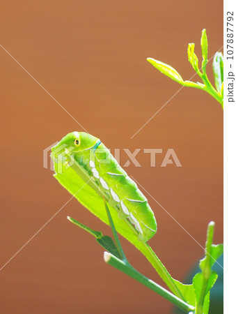 葉っぱを食べるアゲハ蝶の幼虫 葉っぱを食べるアゲハ蝶の幼虫 107887792