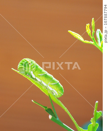 葉っぱを食べるアゲハ蝶の幼虫 葉っぱを食べるアゲハ蝶の幼虫 107887794