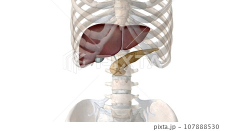 As an endocrine organ, the pancreas secretes the hormones insulin and glucagon. 107888530