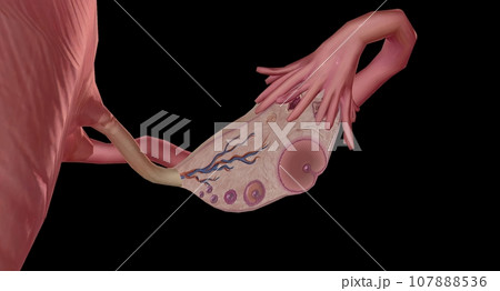 The Ovary Cross section Detailed 107888536