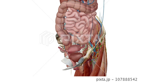 The female reproductive tract is all located within the pelvis. 107888542