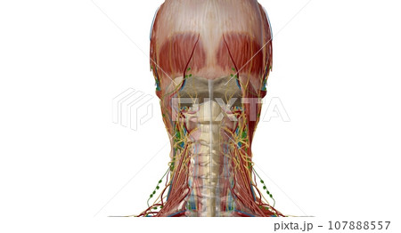 Lymph nodes of the head, neck and arm 107888557