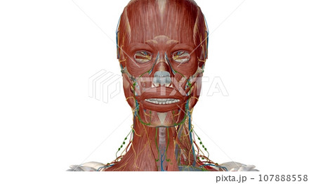 Lymph nodes of the head, neck and arm 107888558