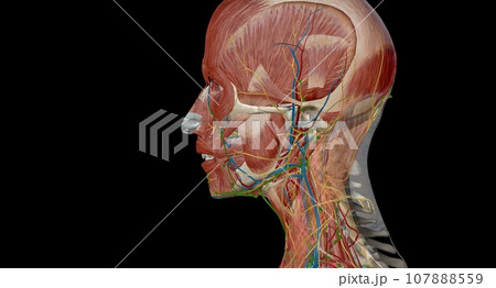 Lymph nodes of the head, neck and arm 107888559