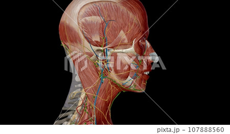 Lymph nodes of the head, neck and arm 107888560