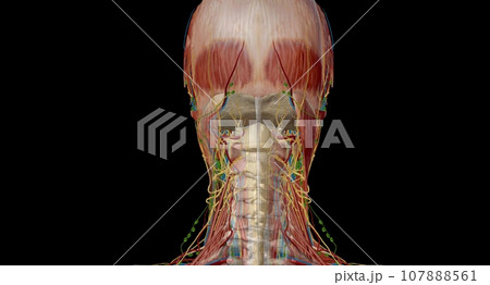 Lymph nodes of the head, neck and arm Lymph nodes of the head, neck and arm 107888561