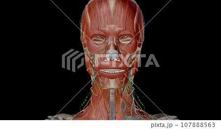 Lymph nodes of the head, neck and arm 107888563