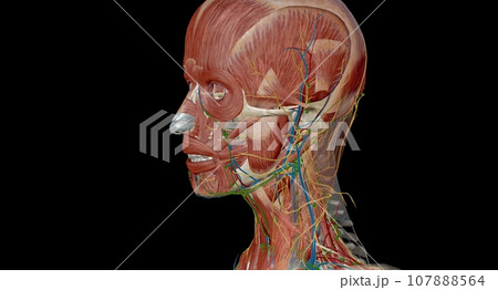 Lymph nodes of the head, neck and arm 107888564
