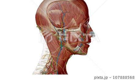 Lymph nodes of the head, neck and arm 107888568