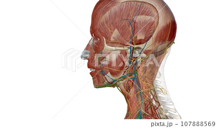 Lymph nodes of the head, neck and arm 107888569