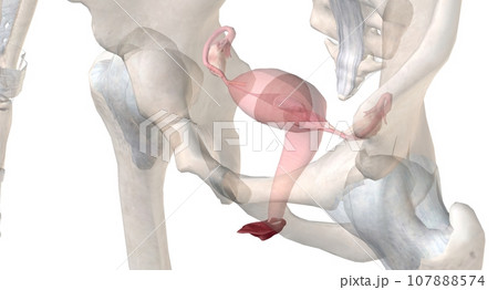 Gonads are glands that produce hormones that are involved in reproduction and other functions of the body. 107888574