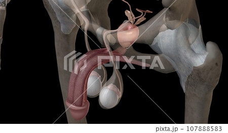 Gonads are glands that produce hormones that are involved in reproduction and other functions of the body. 107888583