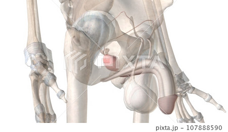 Gonads are glands that produce hormones that are involved in reproduction and other functions of the body. Gonads are glands that produce hormones that are involved in reproduction and other functions of the body. 107888590