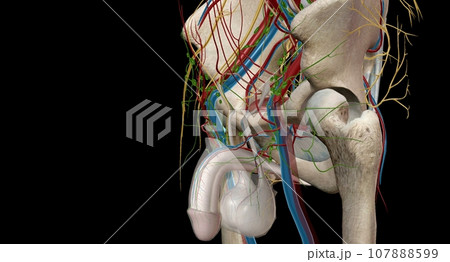 Bucks fascia is continuous with the external spermatic fascia in 107888599