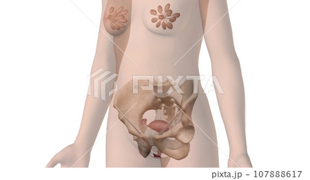 The vulva is the global term that describes all of the structures that make the female external genitalia. 107888617