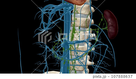 Cisterna chyli is a large midline lymphatic collecting structure located below the aortic cavity of the diaphragm. Cisterna chyli is a large midline lymphatic collecting structure located below the aortic cavity of the diaphragm. 107888637