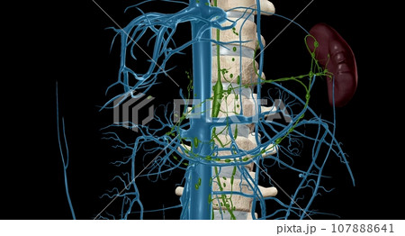 Cisterna chyli is a large midline lymphatic collecting structure located below the aortic cavity of the diaphragm. 107888641