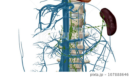 Cisterna chyli is a large midline lymphatic collecting structure located below the aortic cavity of the diaphragm. 107888646