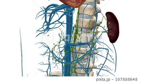 Cisterna chyli is a large midline lymphatic collecting structure located below the aortic cavity of the diaphragm. 107888648