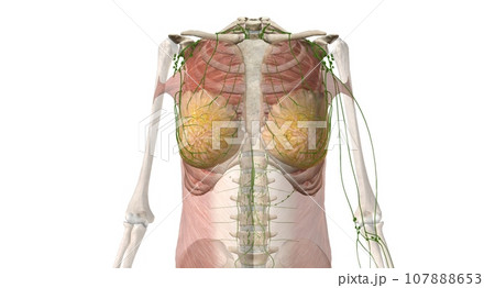 The breast is an apocrine gland that produces the milk used to f 107888653